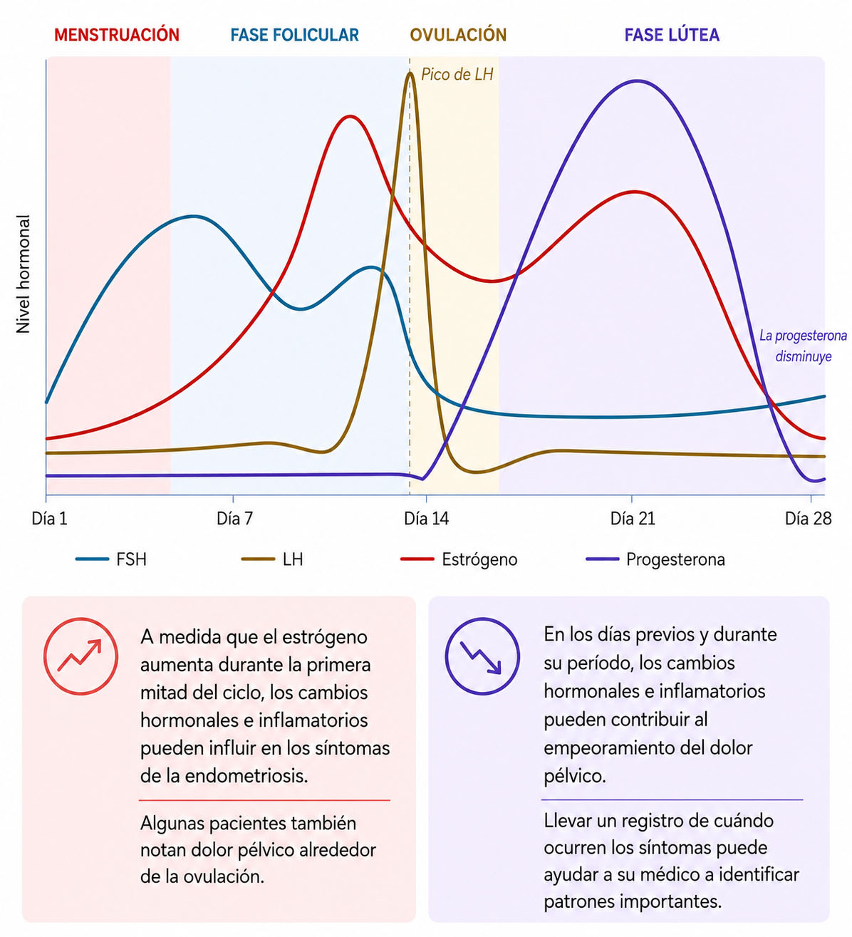 Gráfico del ciclo menstrual que muestra los cambios hormonales y cómo pueden influir en los síntomas de la endometriosis a lo largo del mes.