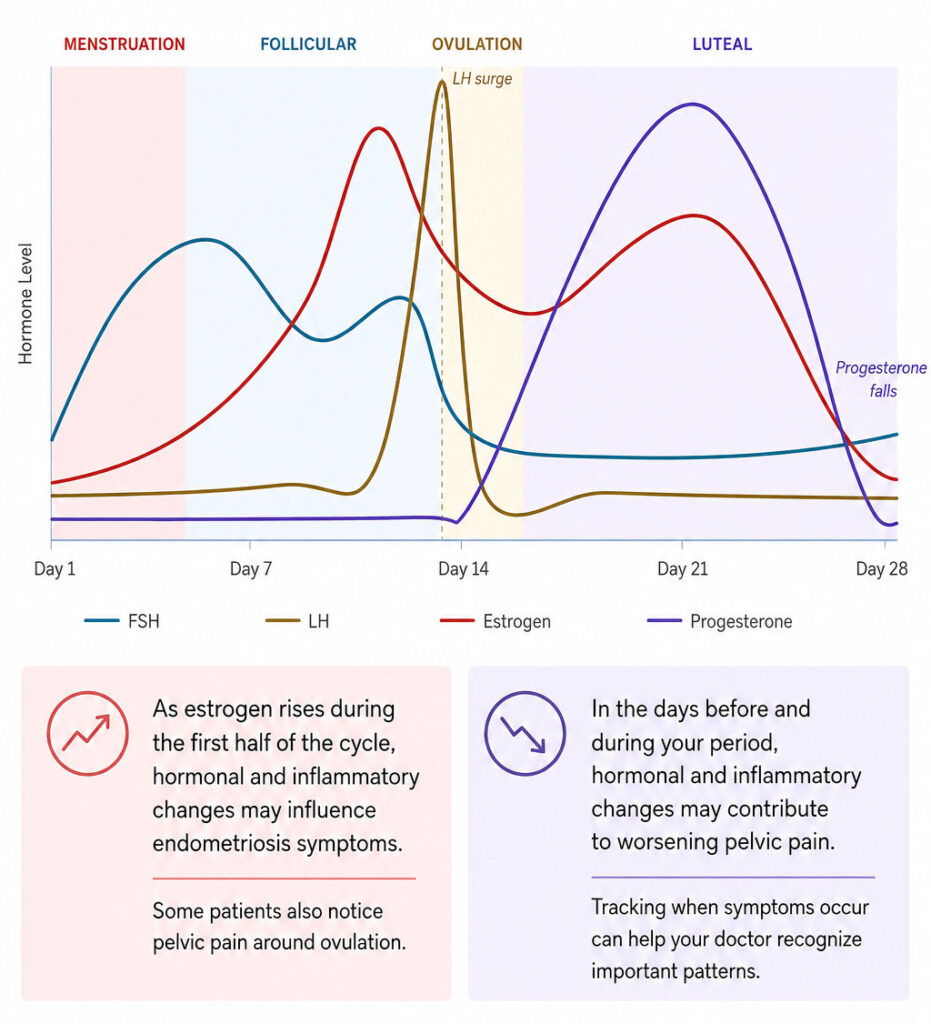 Menstrual cycle chart showing hormone changes and how they may influence endometriosis symptoms throughout the month.